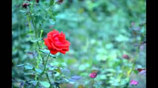 To A Wild Rose MacDowell flute solo version [upl. by Eiznyl]