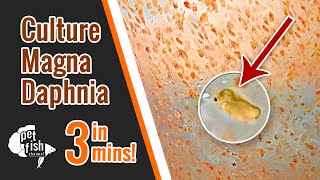 How to culture DAPHNIA MAGNA  The easy way [upl. by Baxter]