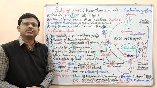 Diabetes Mellitus Part10 Mechanism of Action of Sulfonylurease  Antidiabetic Drugs  Diabetes [upl. by Arta]