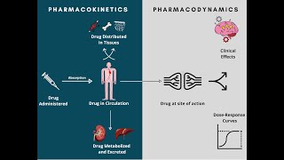 Pharmacodynamics and Pharmacokinetics  A rapid review [upl. by Atalee]