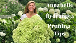 Annabelle Hydrangea Blooms  Tips on Pruning Hydrangeas [upl. by Amalee]