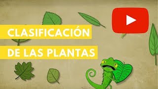 PLANTAS GIMNOSPERMAS 🌲 ¡Características Ejemplos Reproducción y más [upl. by Wyck]