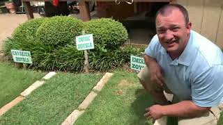 What Type of Zoysia Grass Is Best [upl. by Naesed]