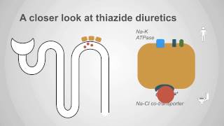 Thiazide Diuretics Explained Mechanism amp Clinical Application [upl. by Yornek]