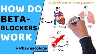 How do Beta Blockers Work  Pharmacology [upl. by Atem921]