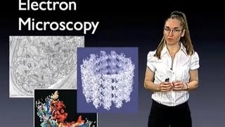 Eva Nogales UC Berkeley Introduction to Electron Microscopy [upl. by Ynohtnaleahcim352]