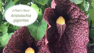 A Plants Story Aristolochia gigantea [upl. by Adrahs]