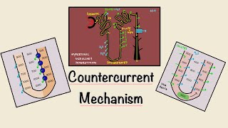 Countercurrent Mechanism  Loop of Henle  Concentration of urine  Renal Physiology [upl. by Ojillib]