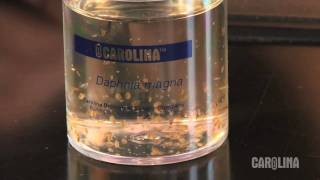 How to Care for Daphnia [upl. by Attemaj358]