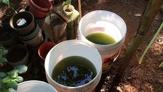 How to grow Green Water Algae [upl. by Ailegave]