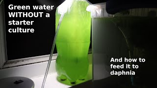 Green Water WITHOUT a Starter Culture  From Scratch  How To [upl. by Pius]