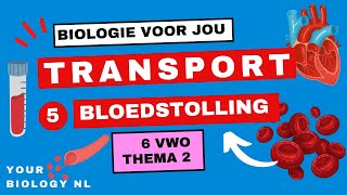 6 vwo  Transport  5  Bloedstolling [upl. by Mcgee]