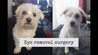 Dog eye removal surgery  The healing process [upl. by Marthe488]