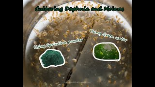 How To Culture Daphnia and Moinas using Green Water Spirulina powder [upl. by Kindig114]