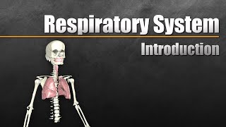 Intro to the Respiratory System [upl. by Connie822]