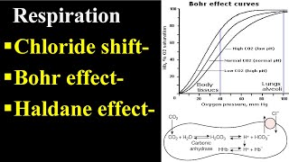 Bohr Effect  Chloride Shift  Haldane Effect [upl. by Ennad]