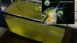 Raising Daphnia for the Freshwater Aquarium [upl. by Anuska]