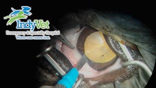 Canine Cataract Surgery Phacoemulsification [upl. by Tengler]