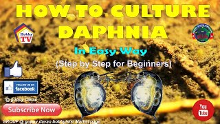 HOW TO CULTURE DAPHNIA In Easy Way [upl. by Paza601]