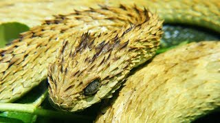 Striking Facts About Viper Snakes [upl. by Eelirol]