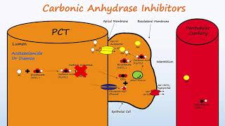 Diuretics  Part 1  Osmotic Diuretics amp Carbonic Anhydrase Inhibitors [upl. by Sommers573]