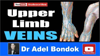 Upper Limb Veins Dr Adel Bondok [upl. by Richie]